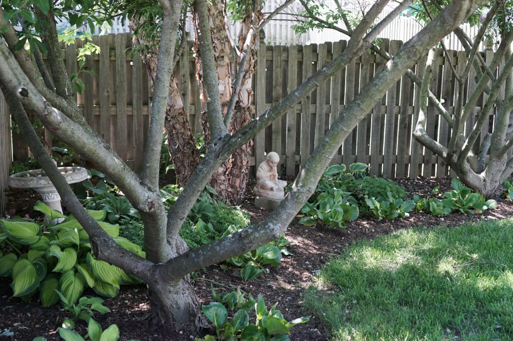 Pussy Willow Tree