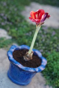 Red Lion amaryllis