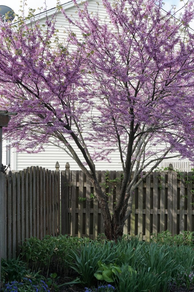 Redbud Tree