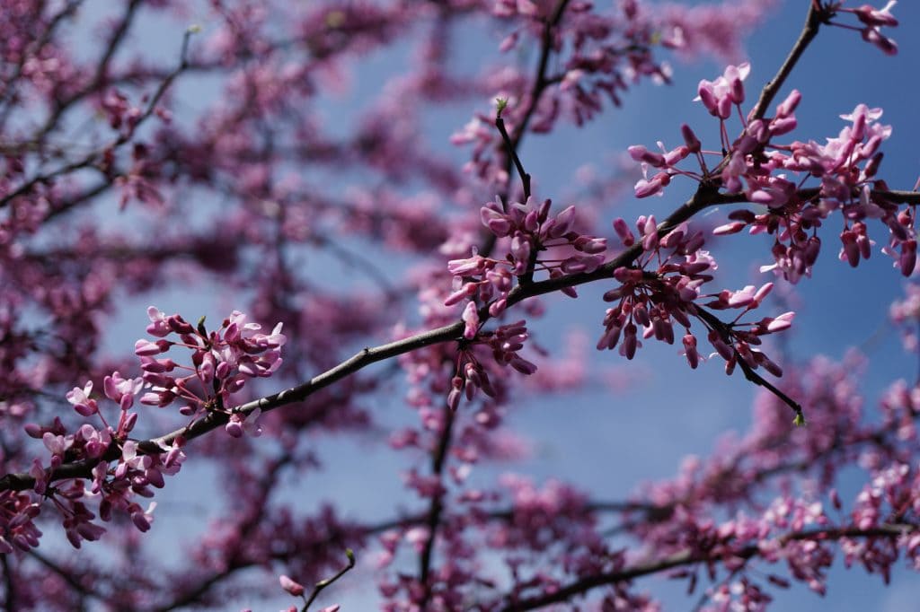 Redbud tree flowers