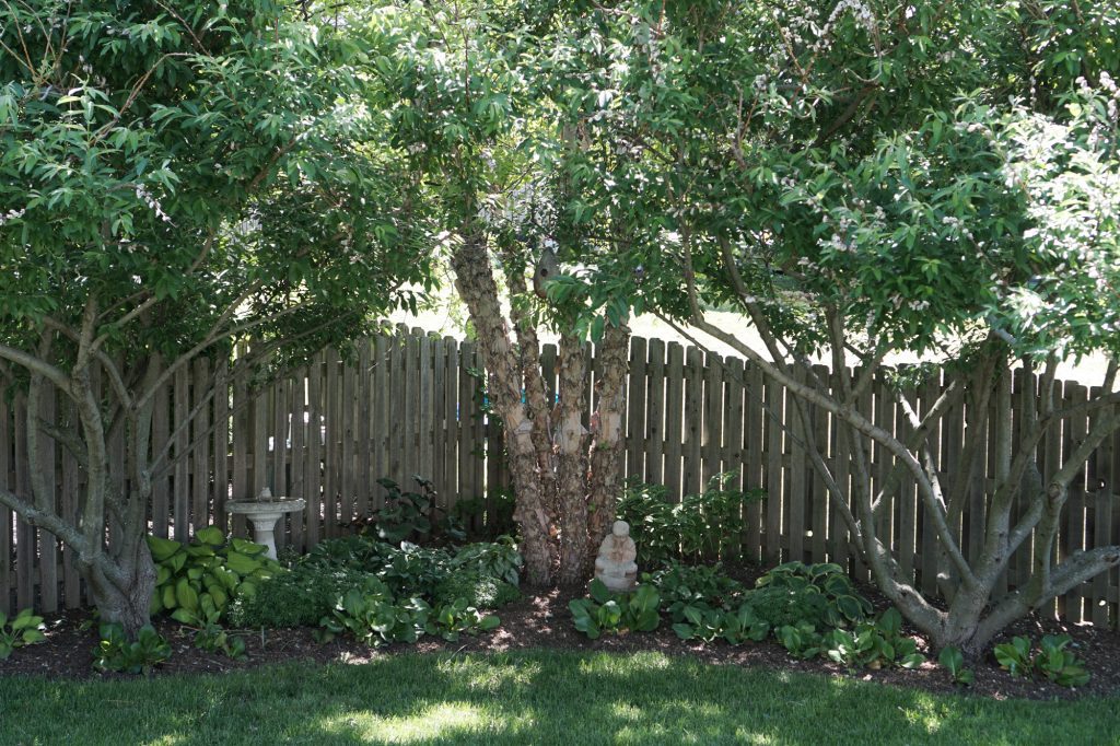 River Birch and Pussy Willow Tree