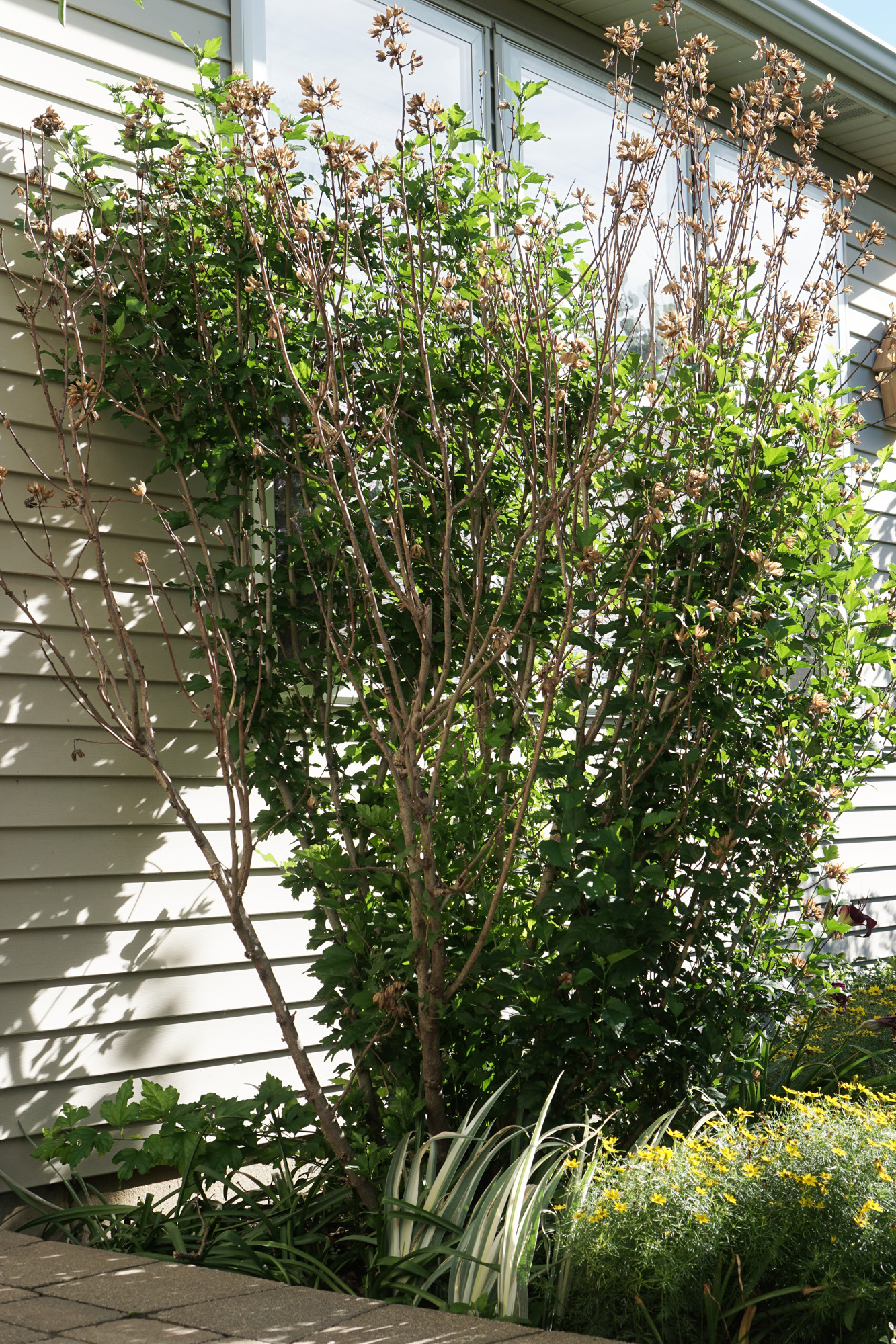 Rose of Sharon Bush Before Pruning