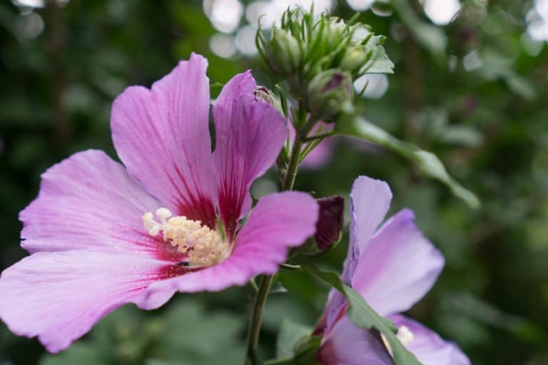 Rose of Sharon flower