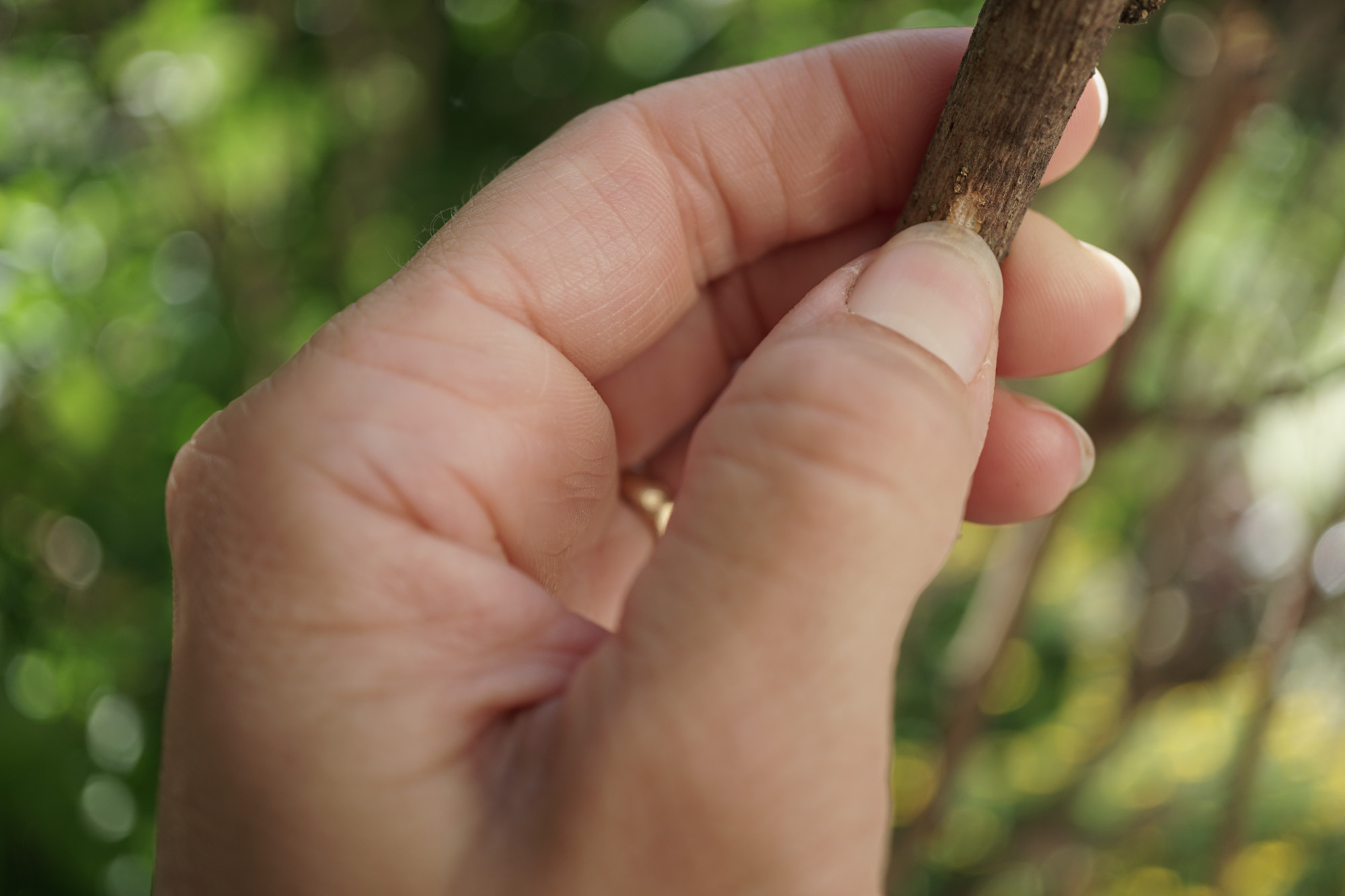 Rose of Sharon Scratch Test on Dead Branch