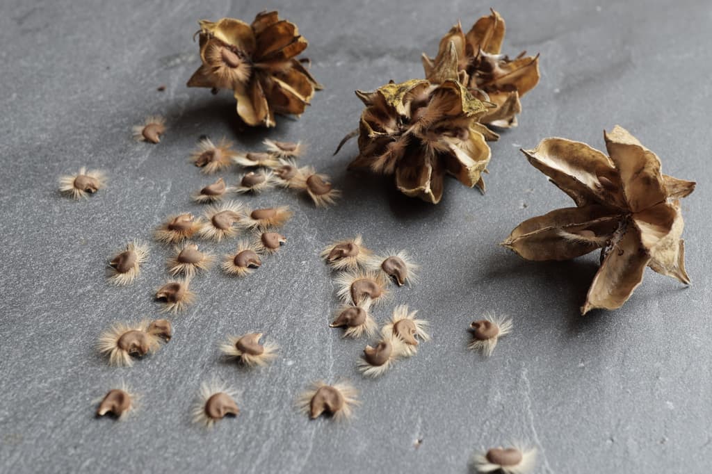 Rose of Sharon Seeds and Pods