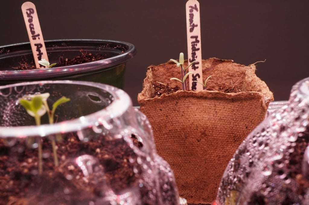 Tomato Seed Starting Indoors