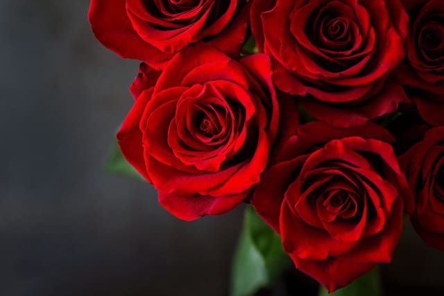 Anniversary Rose