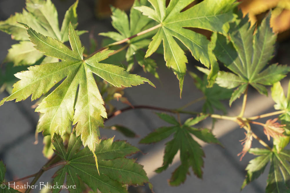 Iseli Maple to Replace Purple Leaf Sand Cherry