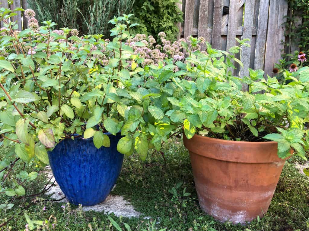 Peppermint and Spearmint 