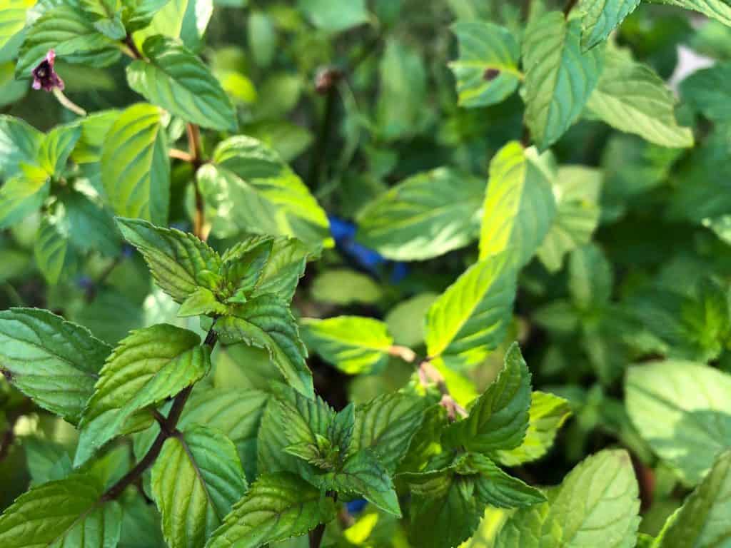 Peppermint Closeup