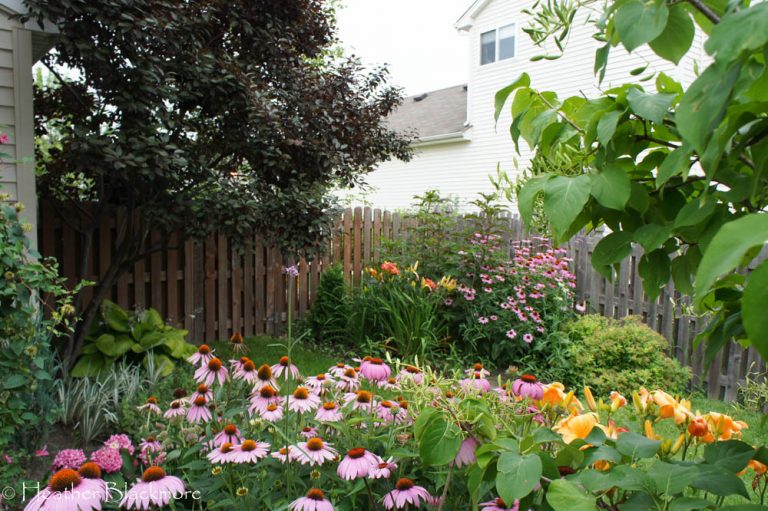 Purple Leaf Sand Cherry with Garden in Bloom
