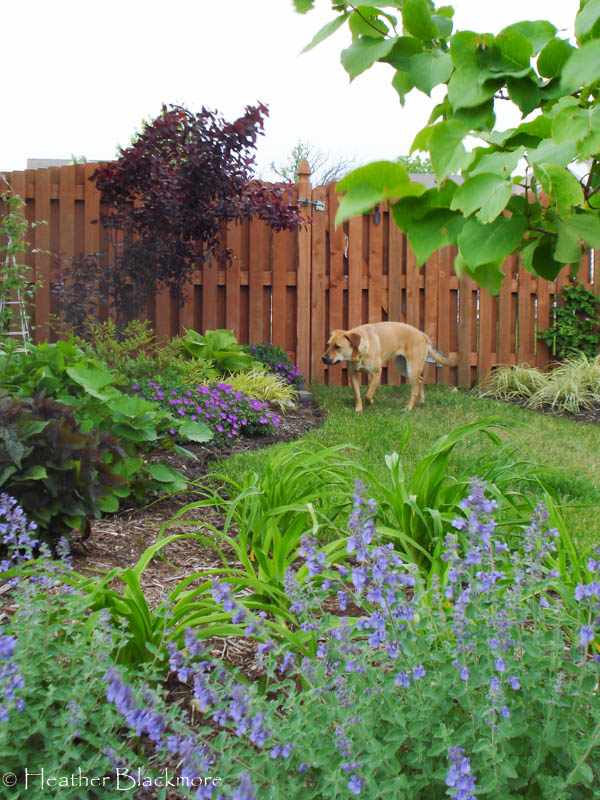 Young Purple Leaf Sand Cherry with Dog