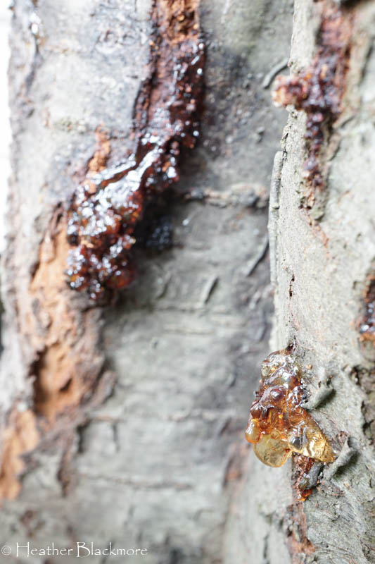 Ooze and Frass on Purple Leaf Sand Cherry