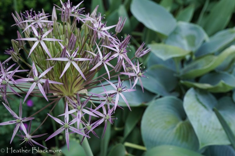 Christophii Allium