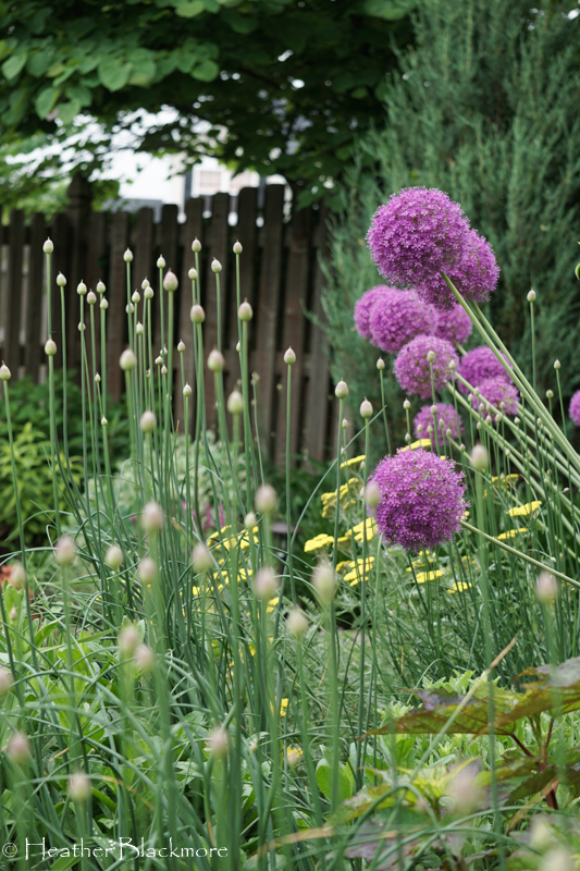 Gladiator Allium in Bloom with Drumstick buds
