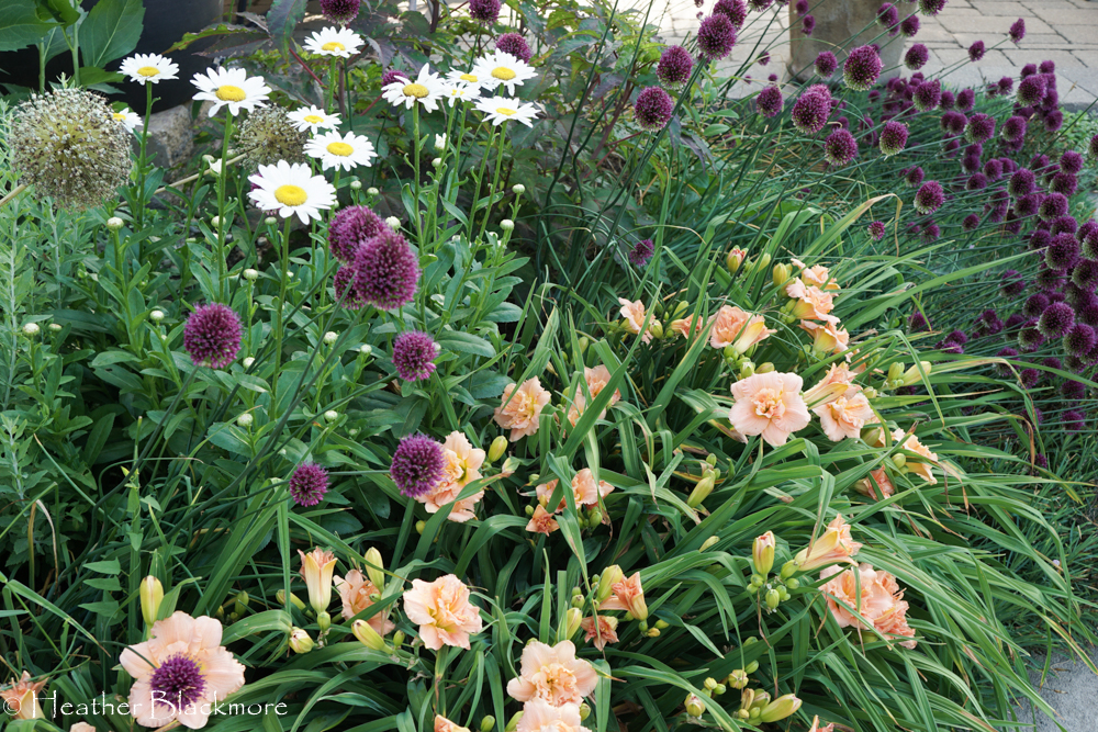Drumstick Allium with Daylily and Shasta Daisies