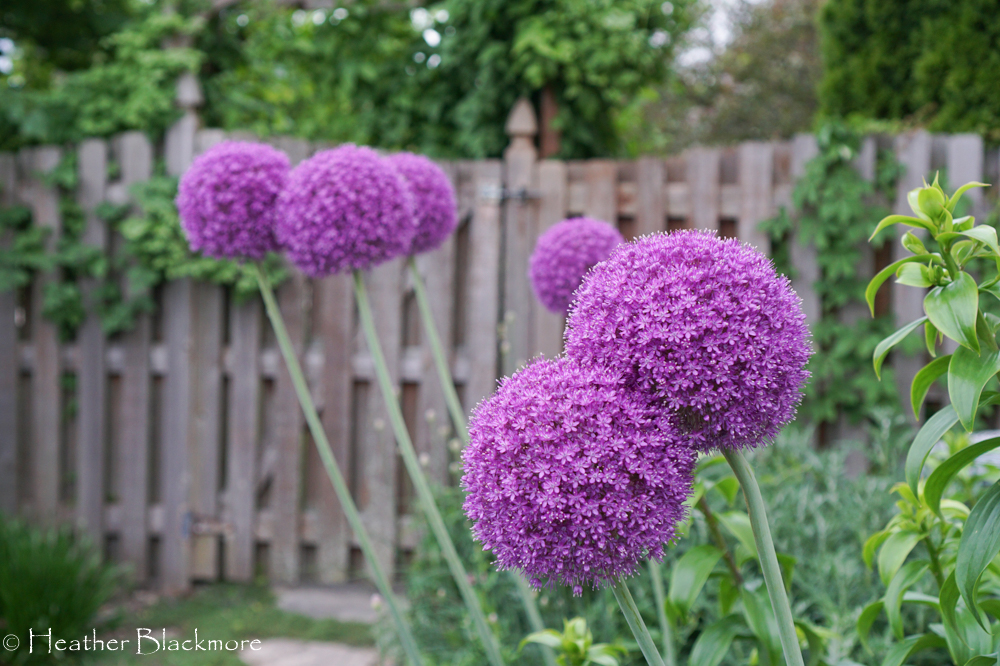 Gladiator Allium
