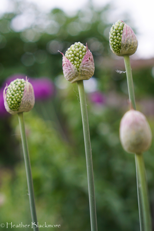 Immature Drumstick Allium buds