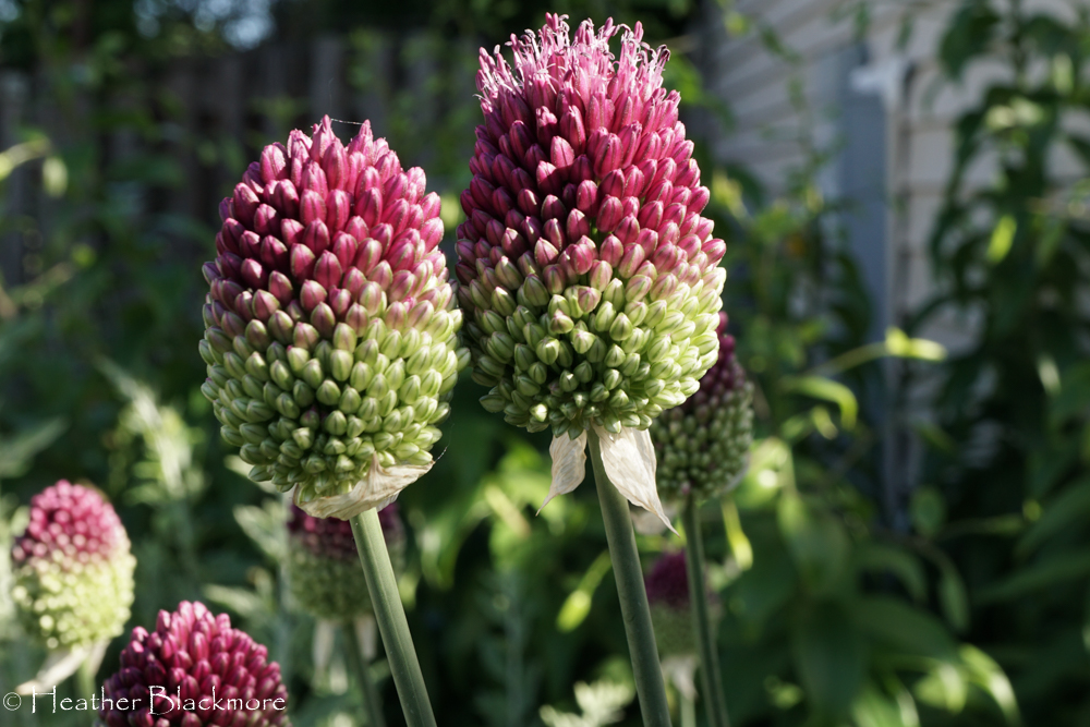 Closeup of Drumstick Allium