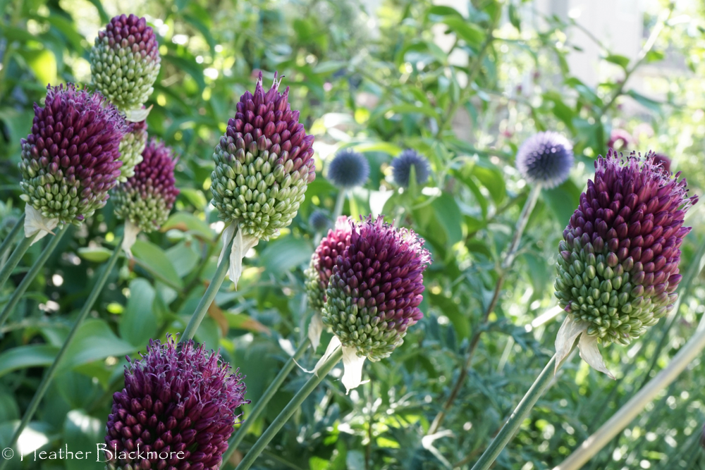 Drumstick Allium with Echinops Ritro