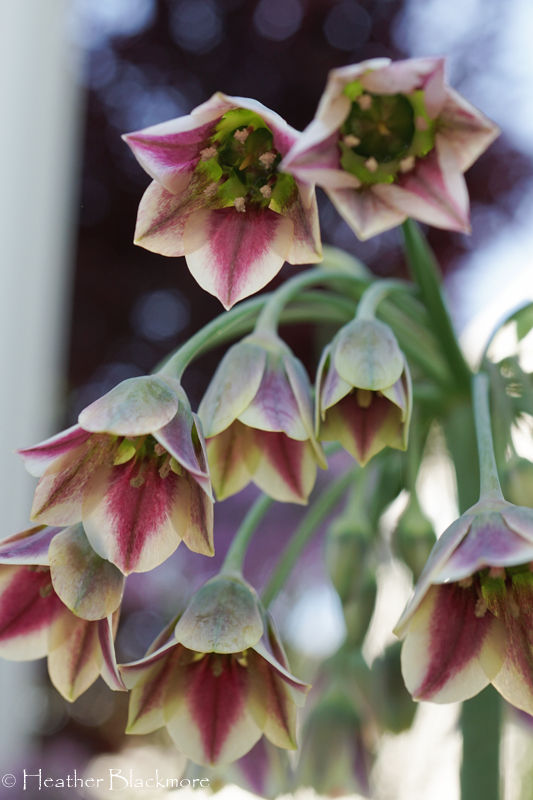 Closeup of flowers on Sicilan Honey Garlic Allium