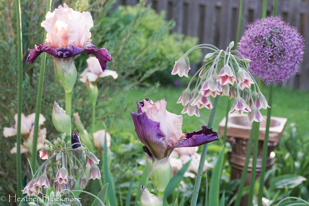 Sicilian Honey Garlic Allium with bearded iris