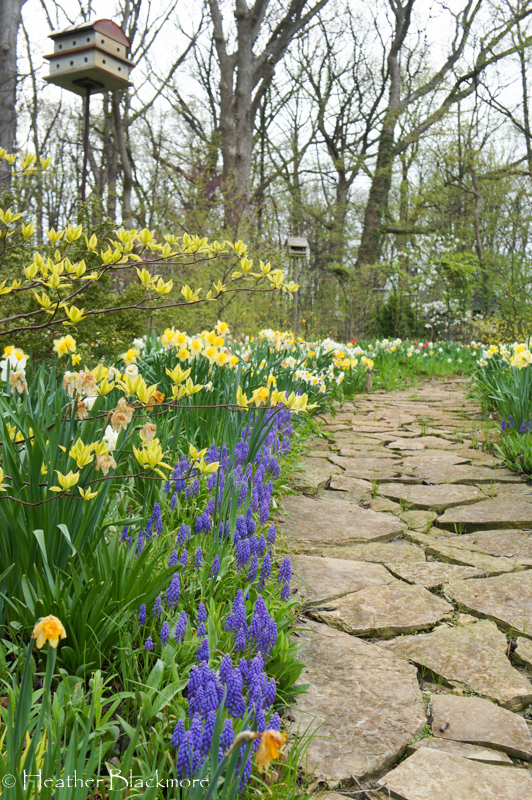 Daffodil and Muscari Spring Bulbs with Golden Shadows Pagoda Dogwood