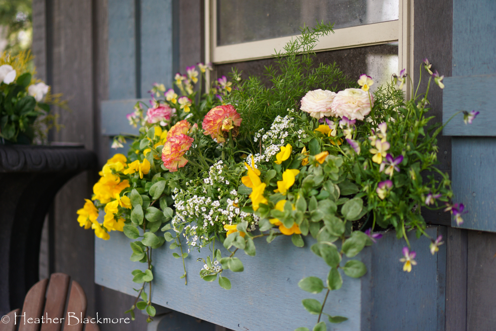 Window box planted with spring flowers