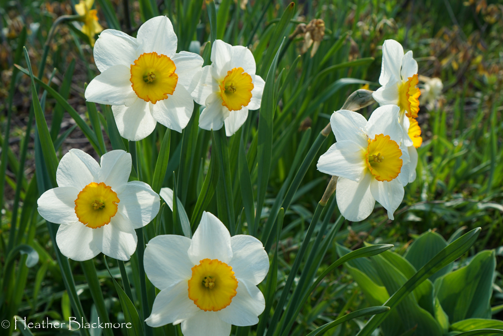 White with Yellow Cup Daffodil