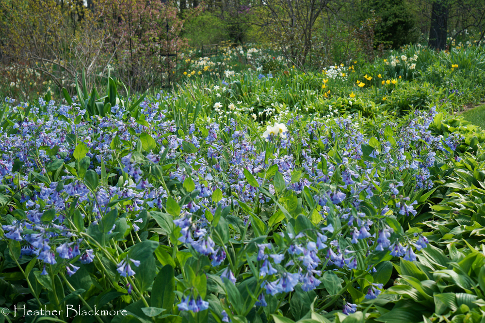 Virginia Bluebells