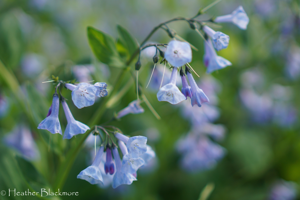 Virginia Bluebell flower closeup