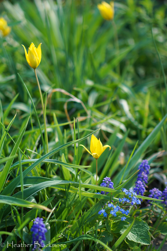 Yellow Species Tulip