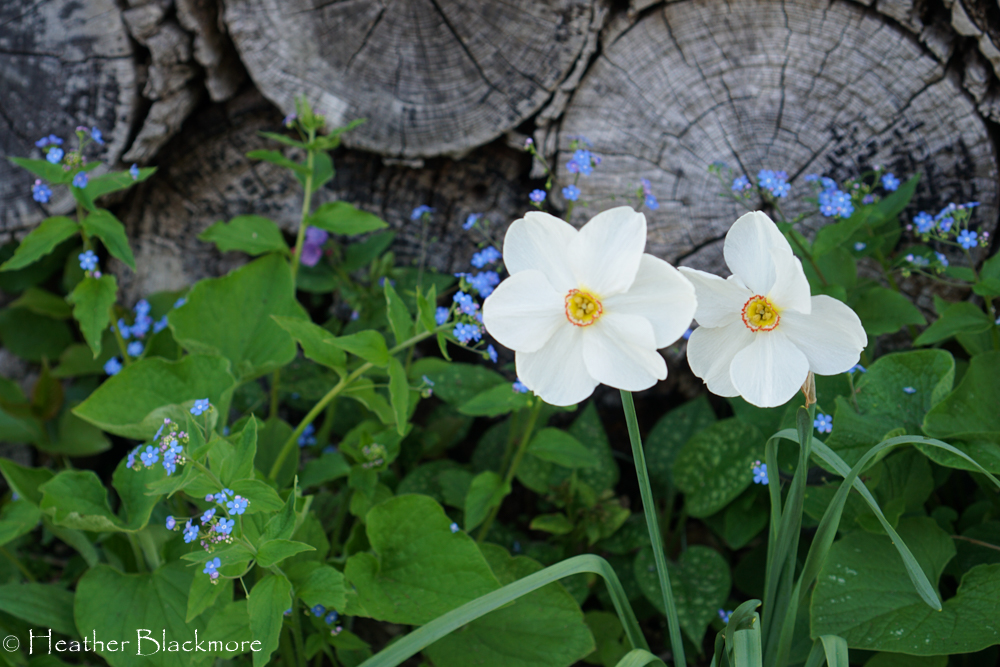 White daffodil spring bulbs with Forget-Me-Not