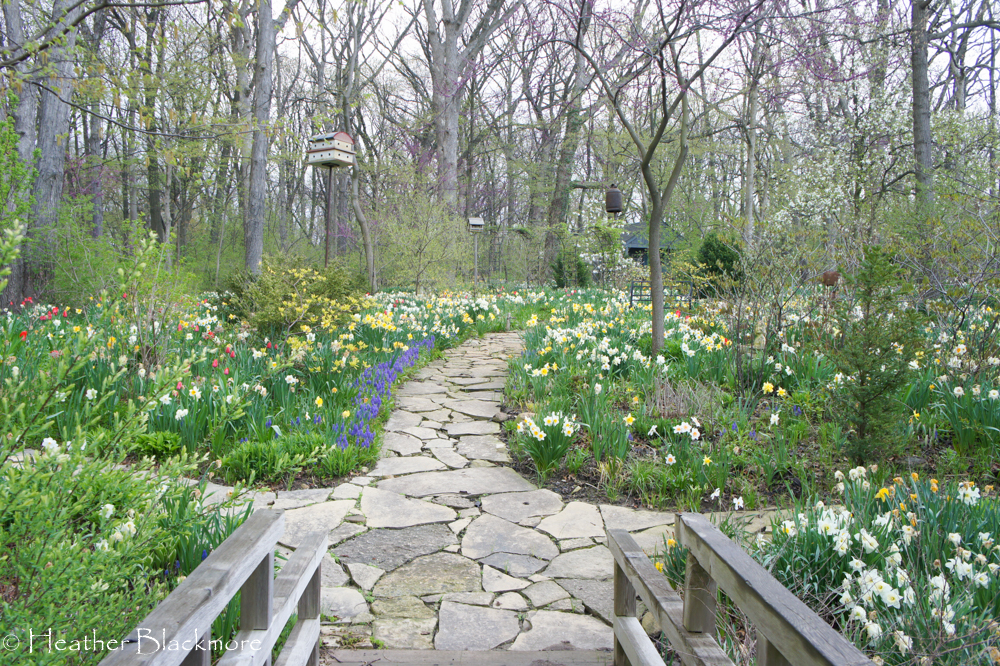 Spring Bulbs Around Flagstone Path