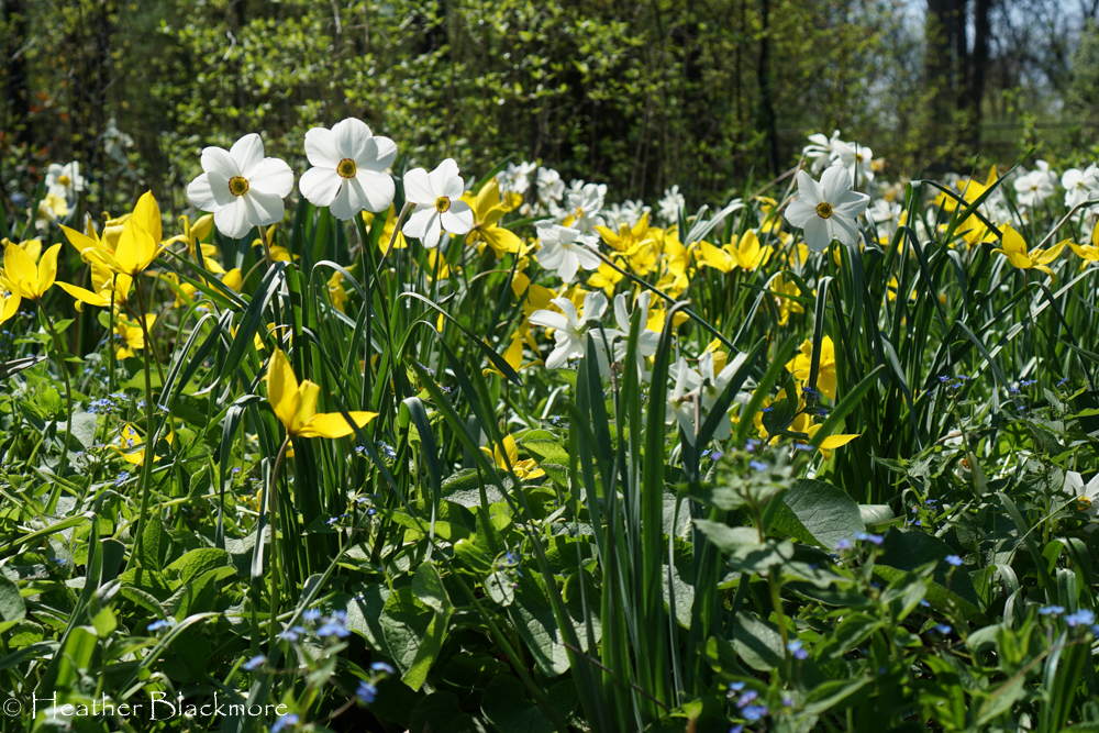 White and Yellow Daffodil spring bulbs