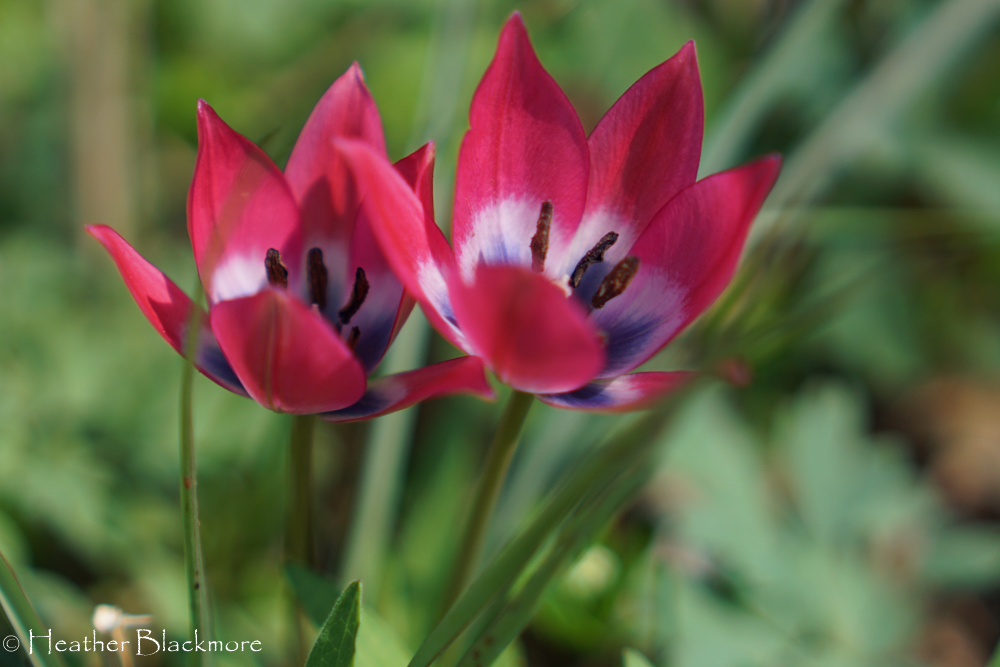 Red Species Tulip