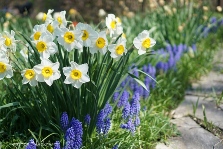 Daffodil and muscari spring bulbs in bloom