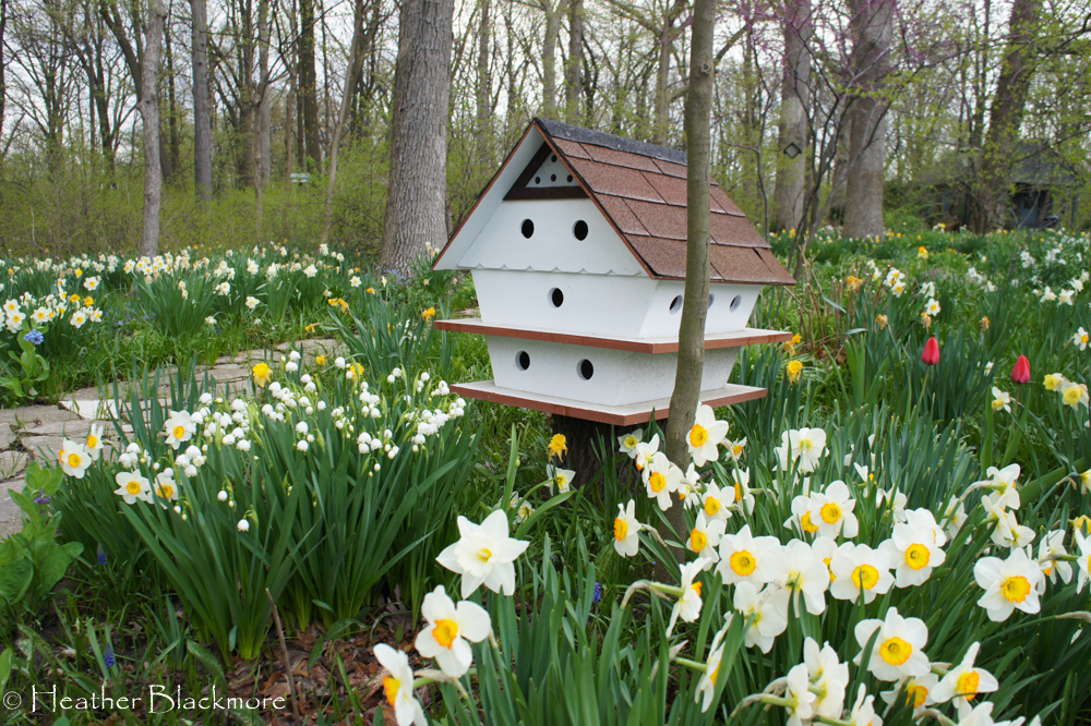 White birdhouse surrounded by daffodils