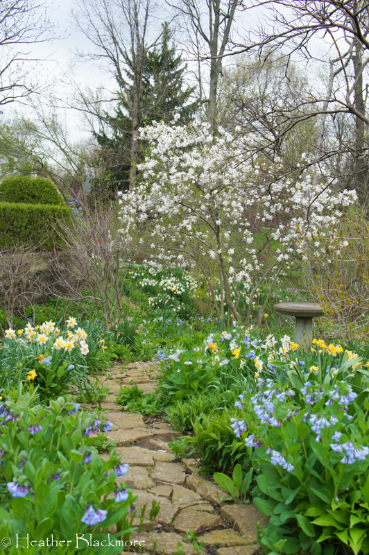 Virginia Bluebells with Star Magnolia
