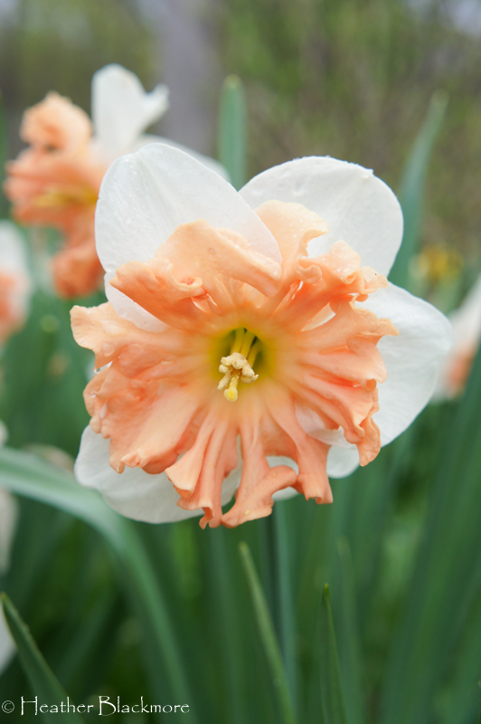 White with Pink Cup Daffodil