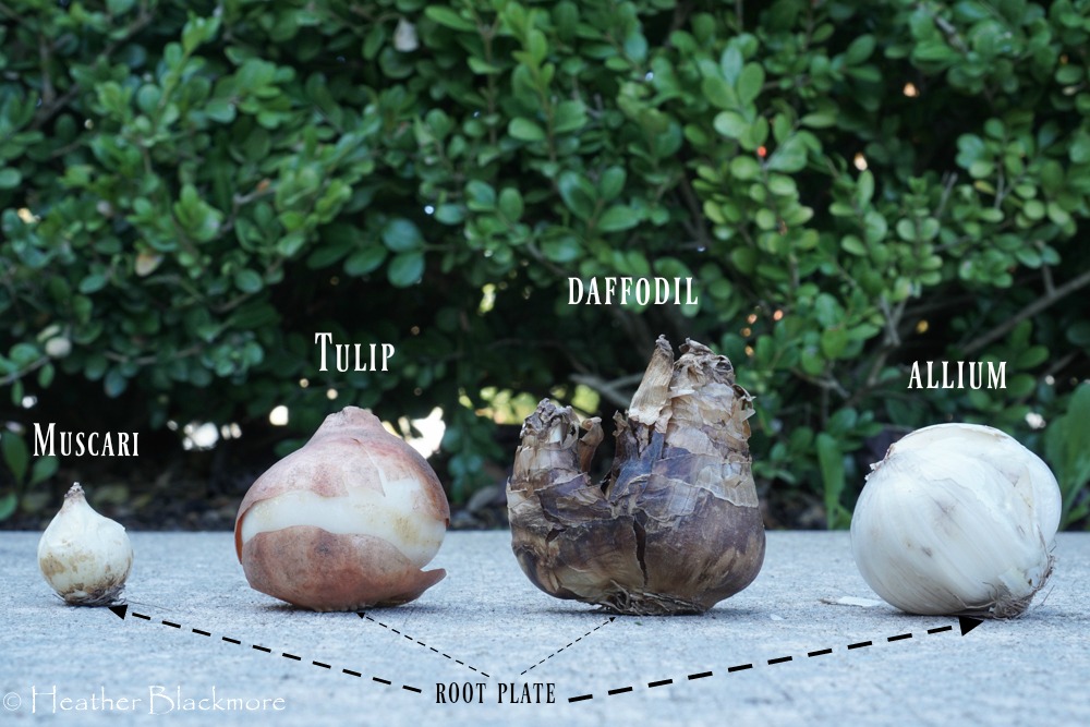 Bulb Sizes