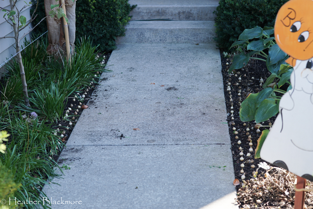 Rows of Muscari Bulbs