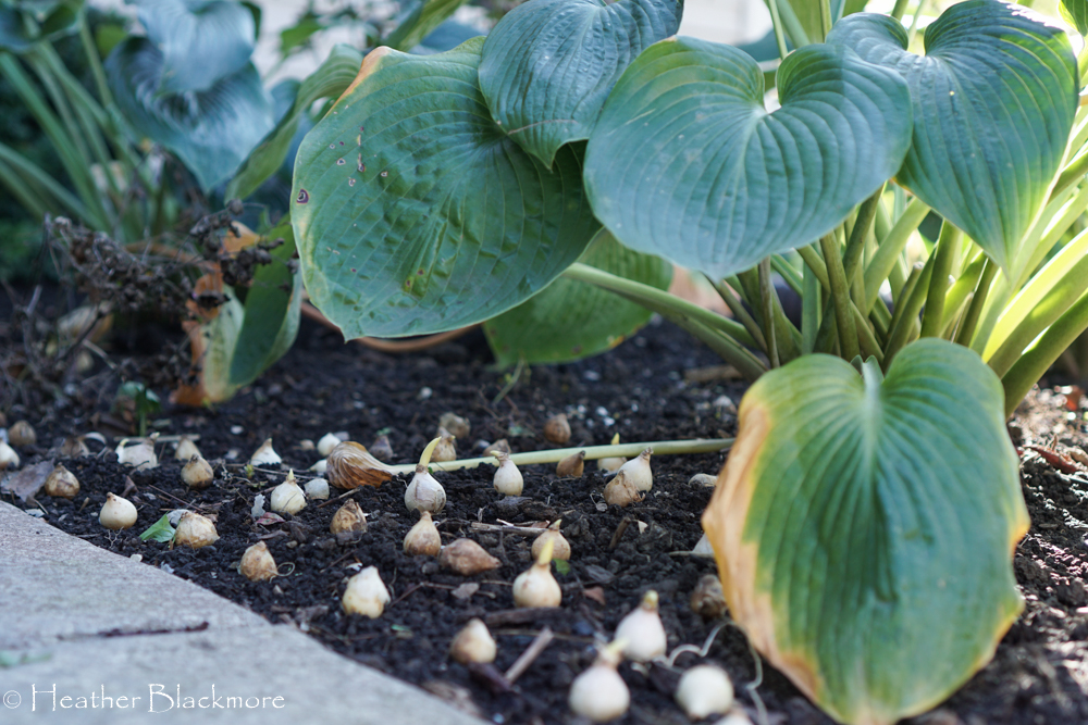 Hyacinth Bulbs Beneath Hosta