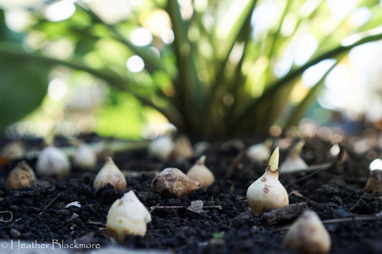 Muscari Bulbs