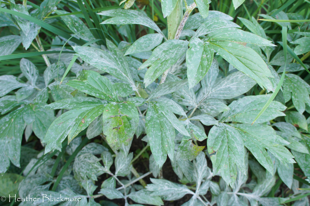Powdery Mildew on Peonies