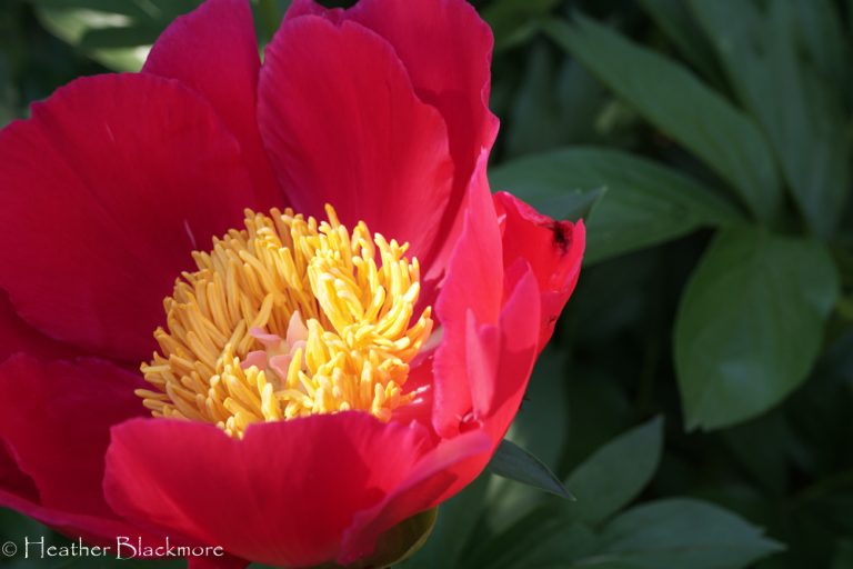 Red Peony with yellow center closeup