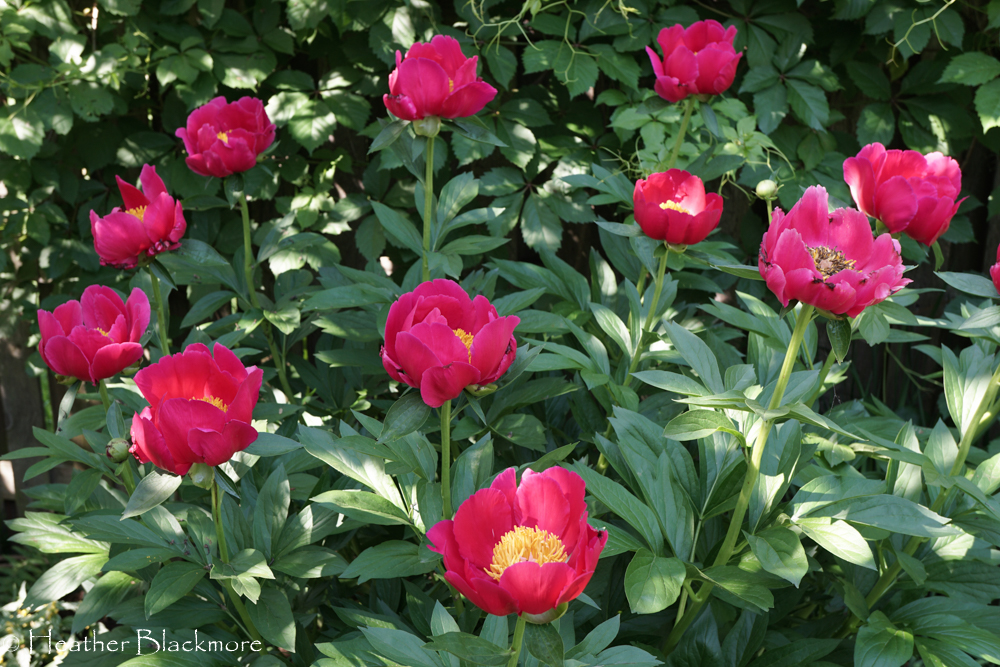 Scarlet O'Hara peonies