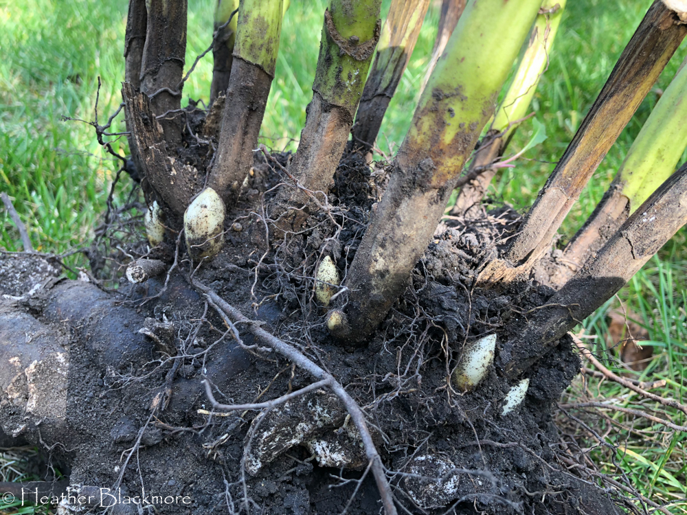 Peony root ball