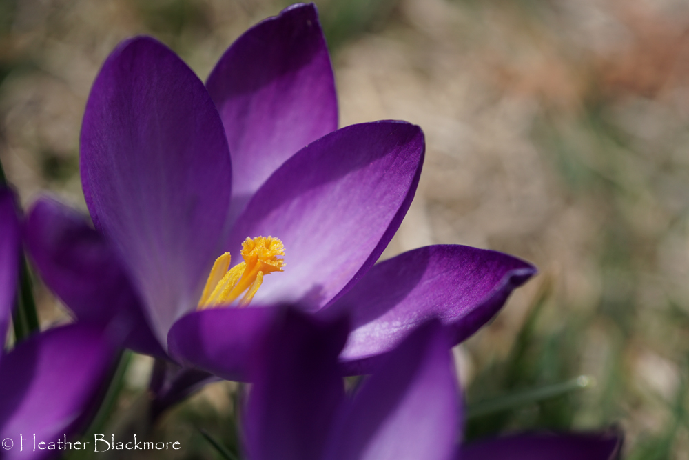 Purple Crocus Bulb flower