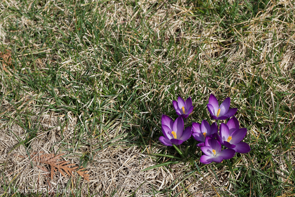 Purple Crocus Bulbs in Flower